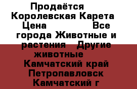 Продаётся!     Королевская Карета › Цена ­ 300 000 - Все города Животные и растения » Другие животные   . Камчатский край,Петропавловск-Камчатский г.
